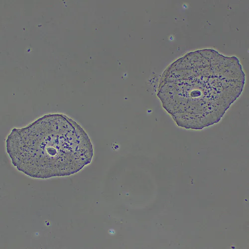 fotografie zařízení s fázovým kontrastem MAGUS PH2,  15