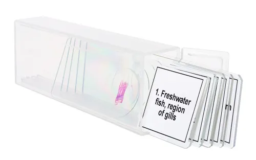 snímek sada mikropreparátů Levenhuk Discovery Prof DPS 5. „Obojživelníci“,  5