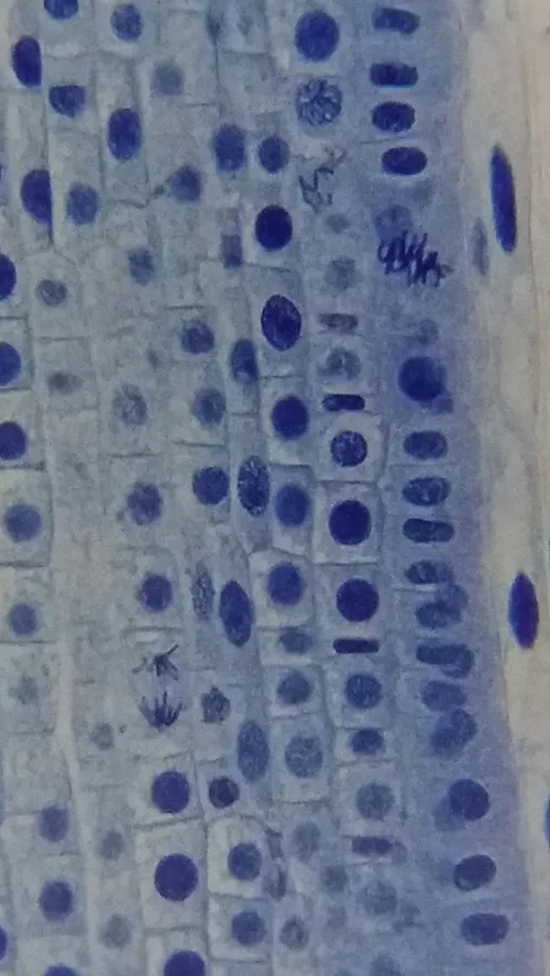 snímek mikroskop Bresser Erudit Basic 40–400x,  19