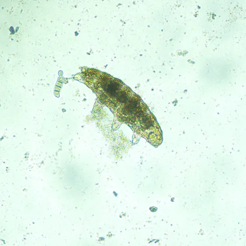 fotografie biologický inverzní mikroskop digitální MAGUS Bio VD300,  18