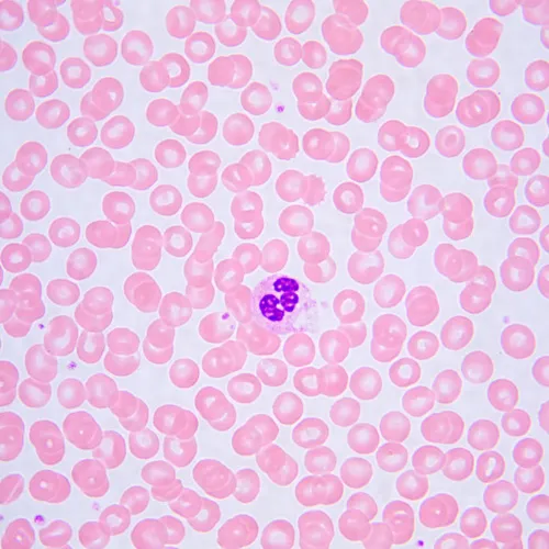 snímek biologický mikroskop MAGUS Bio 240B,  25