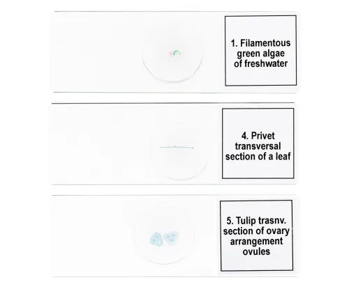 fotografie sada mikropreparátů Levenhuk Discovery Prof DPS 5. „Biologie“,  6