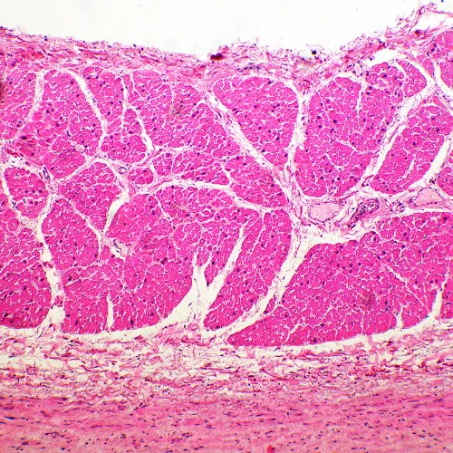 snímek biologický mikroskop MAGUS Bio 260T,  12