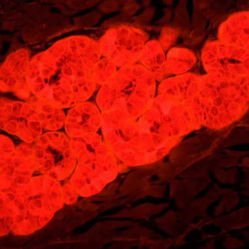 fotografie fluorescenční mikroskop MAGUS Lum 450L,  25