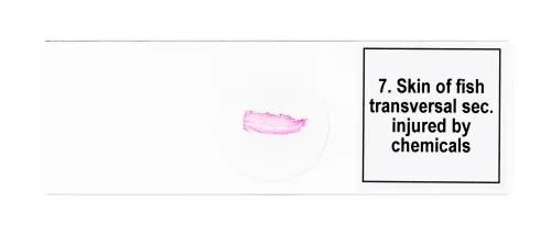 snímek sada mikropreparátů Levenhuk Discovery Prof DPS 25. „Biologie, ptáci, atd.“,  9