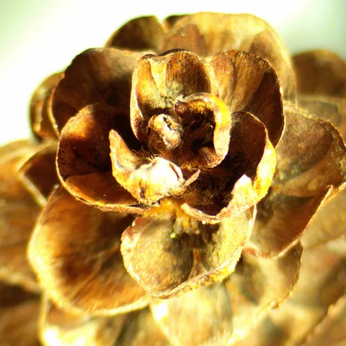 snímek stereomikroskop MAGUS Stereo A18T,  2