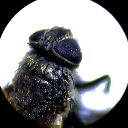 fotografie stereomikroskop MAGUS Stereo A10,  18