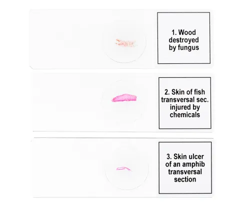 fotografie sada mikropreparátů Levenhuk Discovery Prof DPS 5. „Mutace“,  6