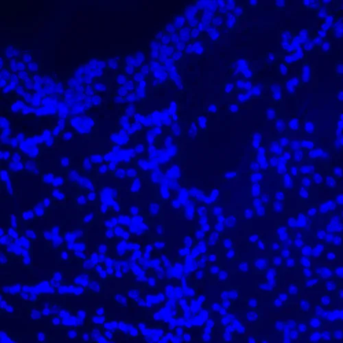 fotografie fluorescenční digitální mikroskop MAGUS Lum D470L,  27