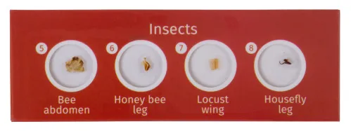 fotografie sada hotových živočišných preparátů Levenhuk LabZZ C12,  3