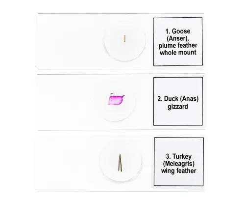 obrázek sada mikropreparátů Levenhuk Discovery Prof DPS 5. „Ptáci“,  6