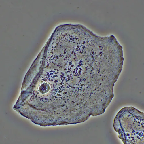 fotografie zařízení s fázovým kontrastem MAGUS PH2,  16