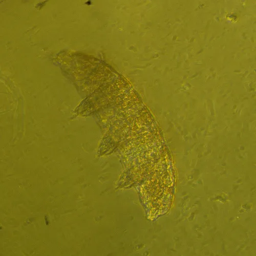 foto biologický inverzní mikroskop MAGUS Bio V360,  24