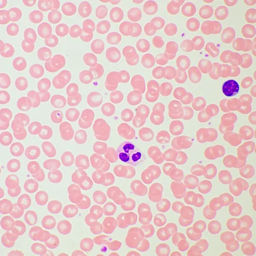 snímek biologický mikroskop MAGUS Bio 260T,  21