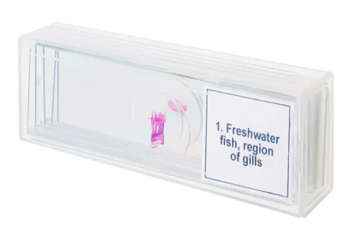 snímek sada mikropreparátů Levenhuk Discovery Prof DPS 5. „Obojživelníci“,  4