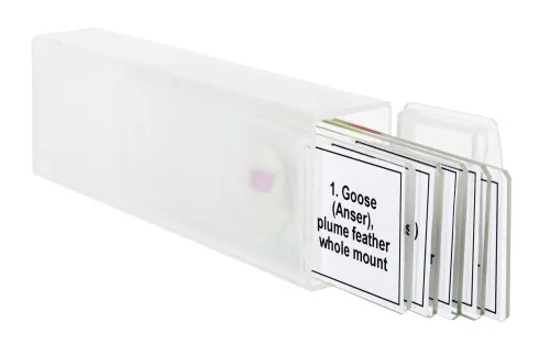 obrázek sada mikropreparátů Levenhuk Discovery Prof DPS 5. „Ptáci“,  5