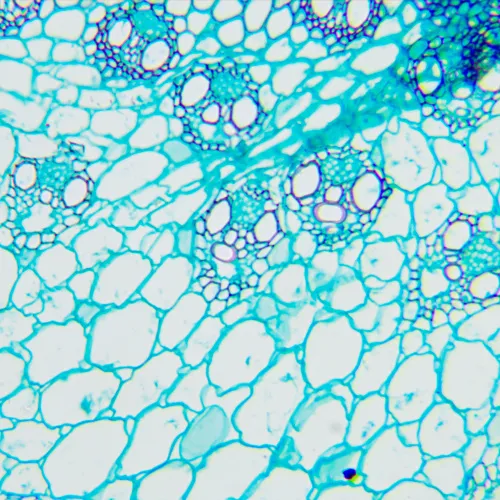 foto biologický digitální mikroskop MAGUS Bio D240T LCD,  30