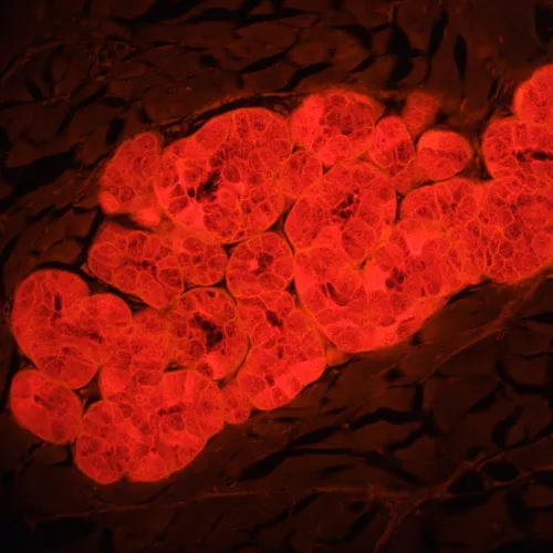 foto fluorescenční mikroskop MAGUS Lum 460L,  22