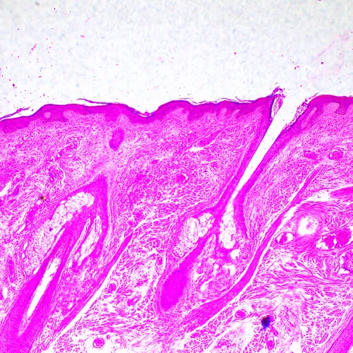 foto biologický mikroskop MAGUS Bio 290T,  23