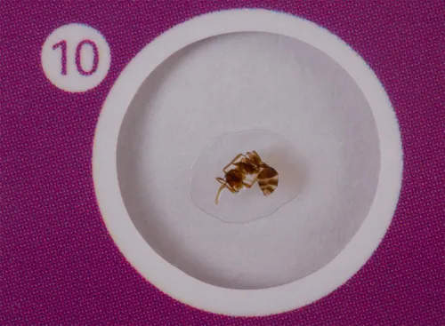 fotografie sada hotových živočišných preparátů Levenhuk LabZZ C12,  6