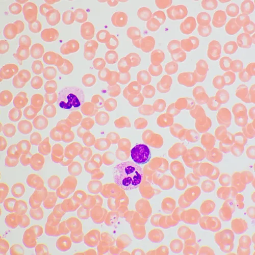 obrázek biologický mikroskop MAGUS Bio 270T,  25