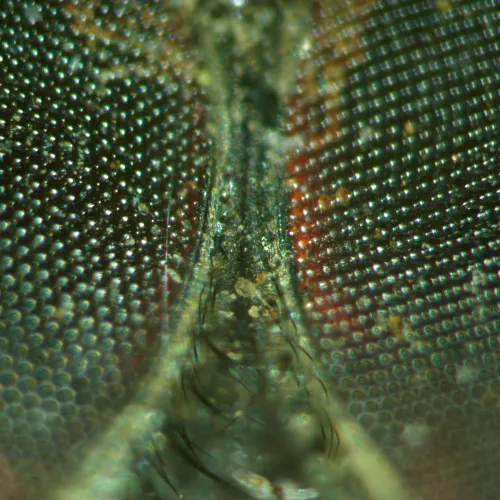 snímek stereomikroskop MAGUS Stereo A18T,  5