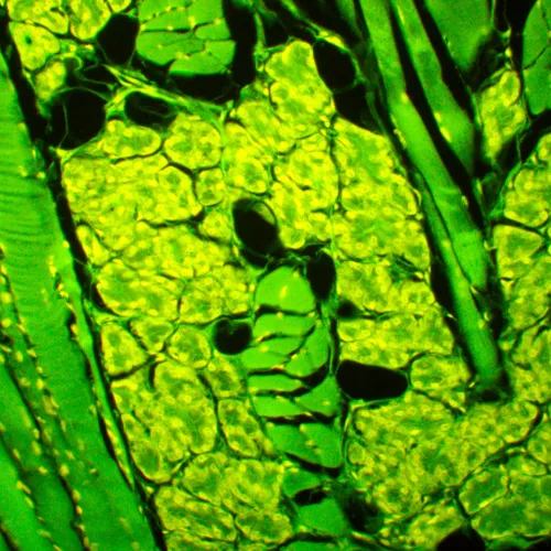 fotografie fluorescenční mikroskop MAGUS Lum 450L,  23