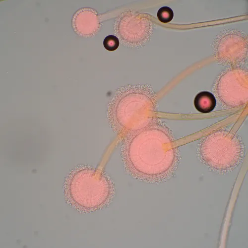 obrázek biologický mikroskop MAGUS Bio 270T,  22