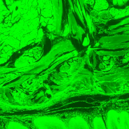 fotografie fluorescenční digitální mikroskop MAGUS Lum D470L,  28