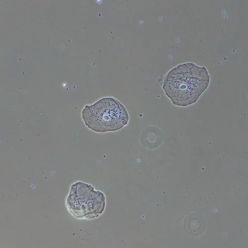 fotografie zařízení s fázovým kontrastem MAGUS PH2,  14