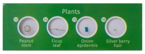 snímek sada hotových rostlinných preparátů Levenhuk LabZZ P12,  2