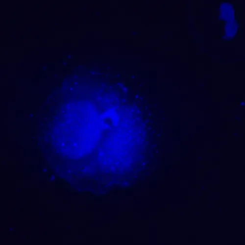 snímek fluorescenční inverzní digitální mikroskop MAGUS Lum VD500L LCD,  25