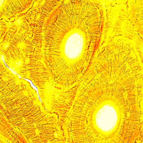 snímek biologický digitální mikroskop MAGUS Bio D250T,  28