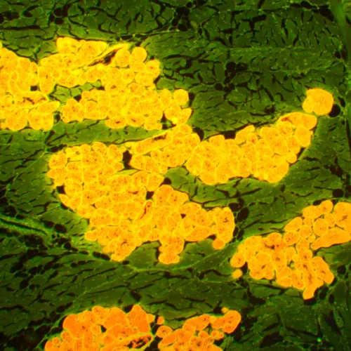 fotografie fluorescenční mikroskop MAGUS Lum 450L,  22