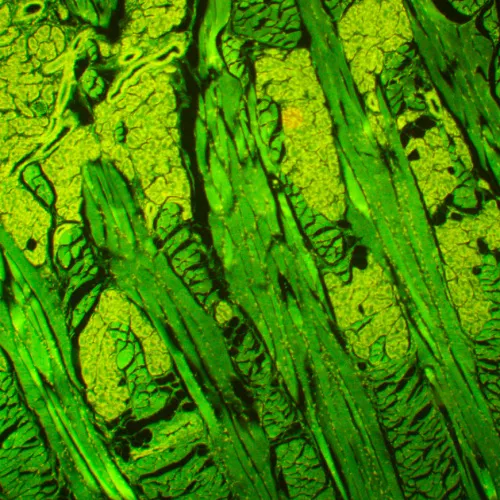 fotografie fluorescenční mikroskop MAGUS Lum 450L,  21