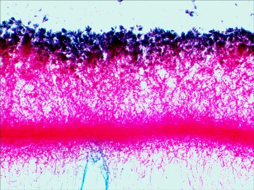 fotografie sada preparátů a sklíček Levenhuk N80 NG "Uvidět vše",  13