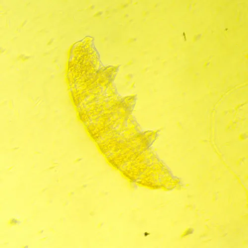 foto biologický inverzní mikroskop digitální MAGUS Bio VD350,  25