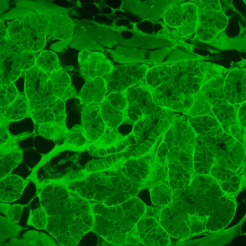 obrázek fluorescenční inverzní mikroskop MAGUS Lum V500L,  3