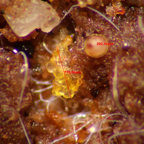 fotografie stereomikroskop MAGUS Stereo A10,  15