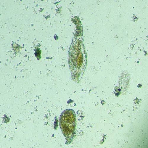 obrázek biologický inverzní mikroskop MAGUS Bio V300,  15