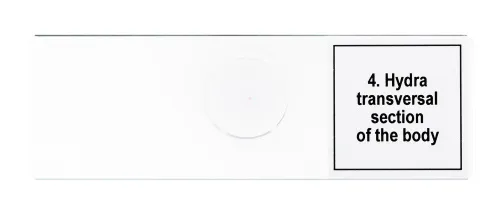 snímek sada mikropreparátů Levenhuk Discovery Prof DPS 5. „Život v kapce vody“,  8