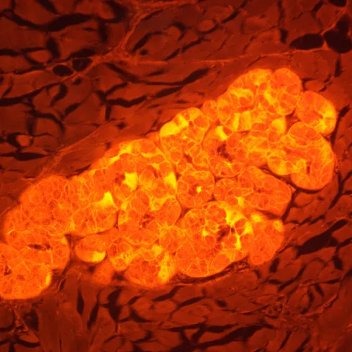 fotografie fluorescenční digitální mikroskop MAGUS Lum D470L,  29