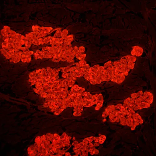 fotografie fluorescenční mikroskop MAGUS Lum 450L,  24