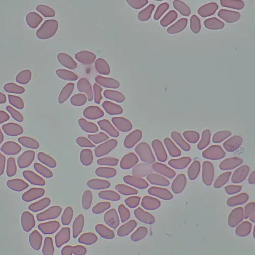 foto biologický digitální mikroskop MAGUS Bio D290T LCD,  33