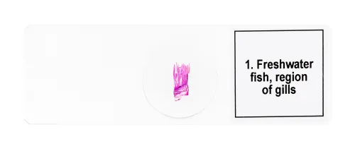 snímek sada mikropreparátů Levenhuk Discovery Prof DPS 5. „Obojživelníci“,  7