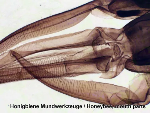 fotografie sada preparátů připravených k pozorování mikroskopem Bresser, 100 ks v kufru,  12