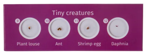 fotografie sada hotových živočišných preparátů Levenhuk LabZZ C12,  4