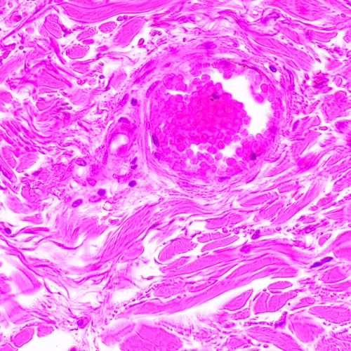 foto biologický mikroskop MAGUS Bio 290T,  24