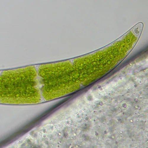 foto mikroskop Bresser Researcher Trino 40–1000x,  16