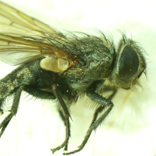 snímek stereomikroskop MAGUS Stereo A6,  15